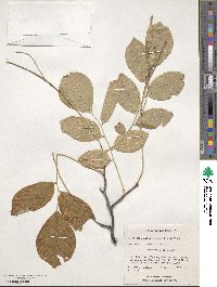 Cladrastis kentukea image