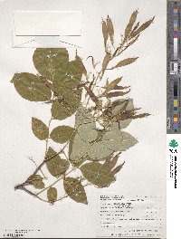 Cladrastis kentukea image