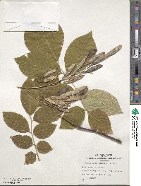 Cladrastis kentukea image