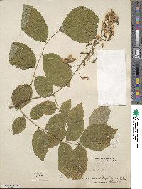 Cladrastis kentukea image