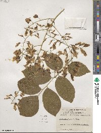 Cladrastis kentukea image