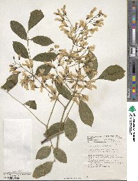 Cladrastis kentukea image