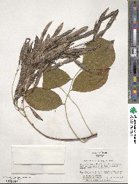 Cladrastis kentukea image