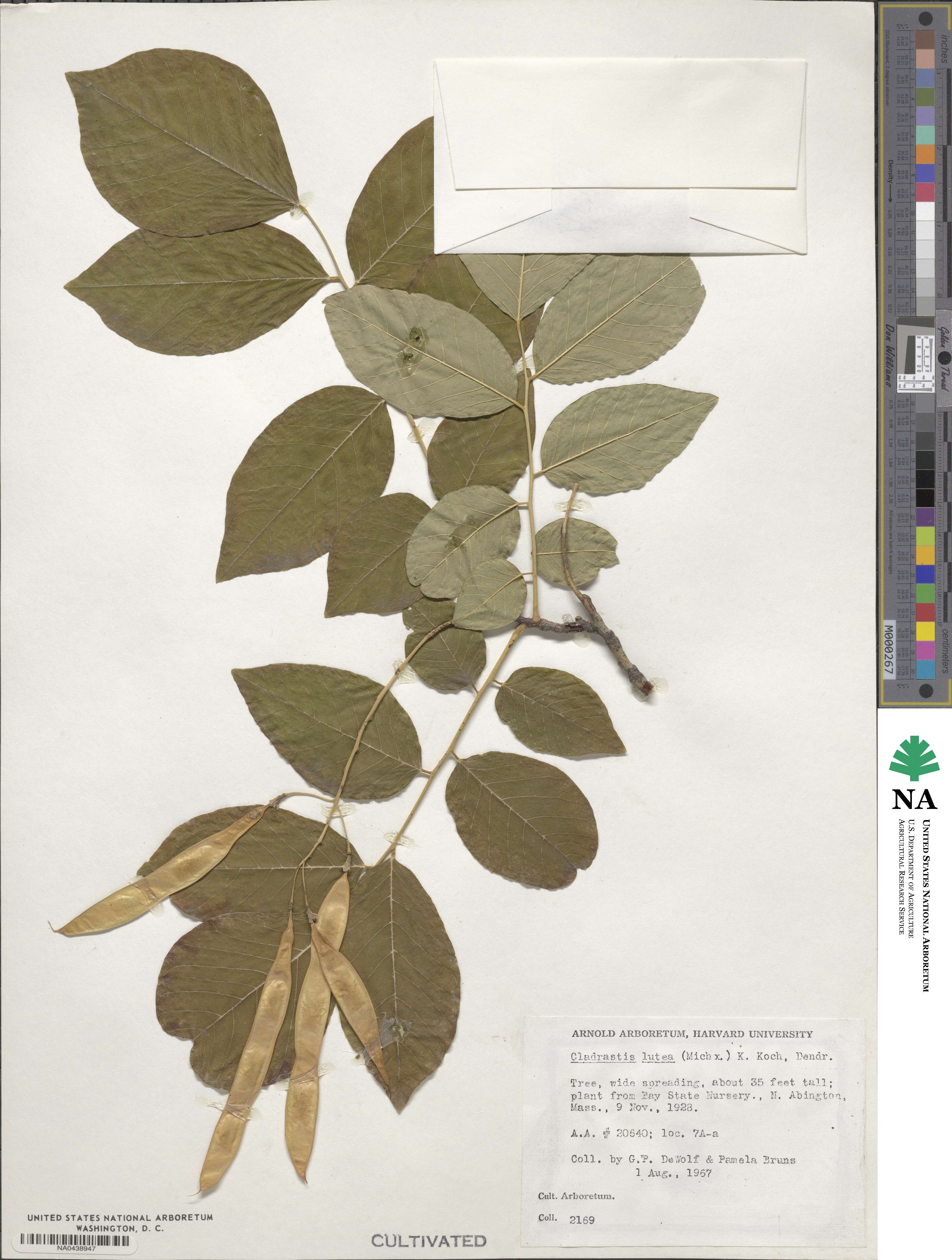 Cladrastis kentukea image