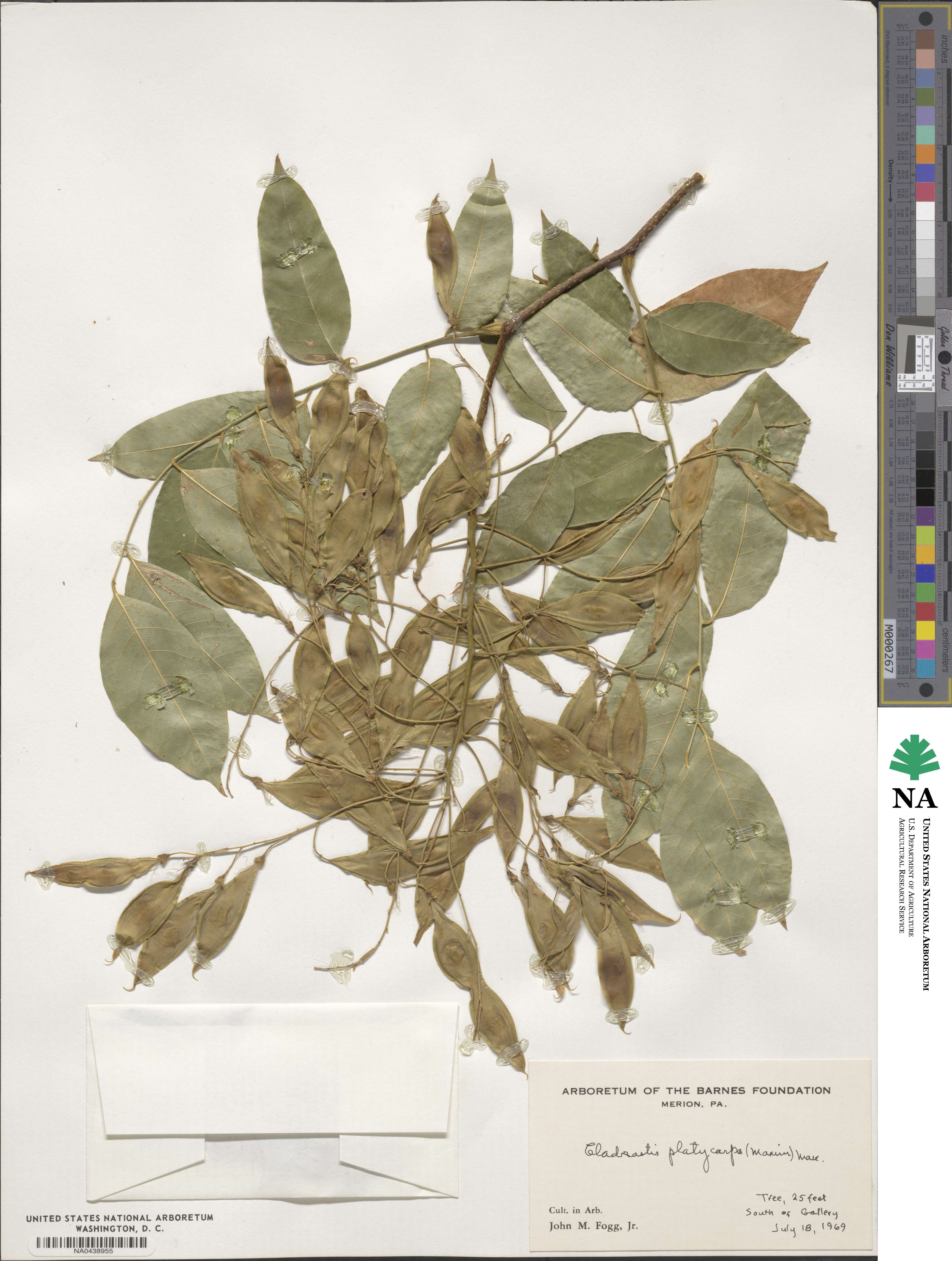 Platyosprion platycarpum image
