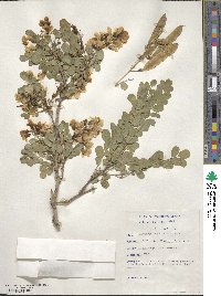 Image of Calpurnia aurea