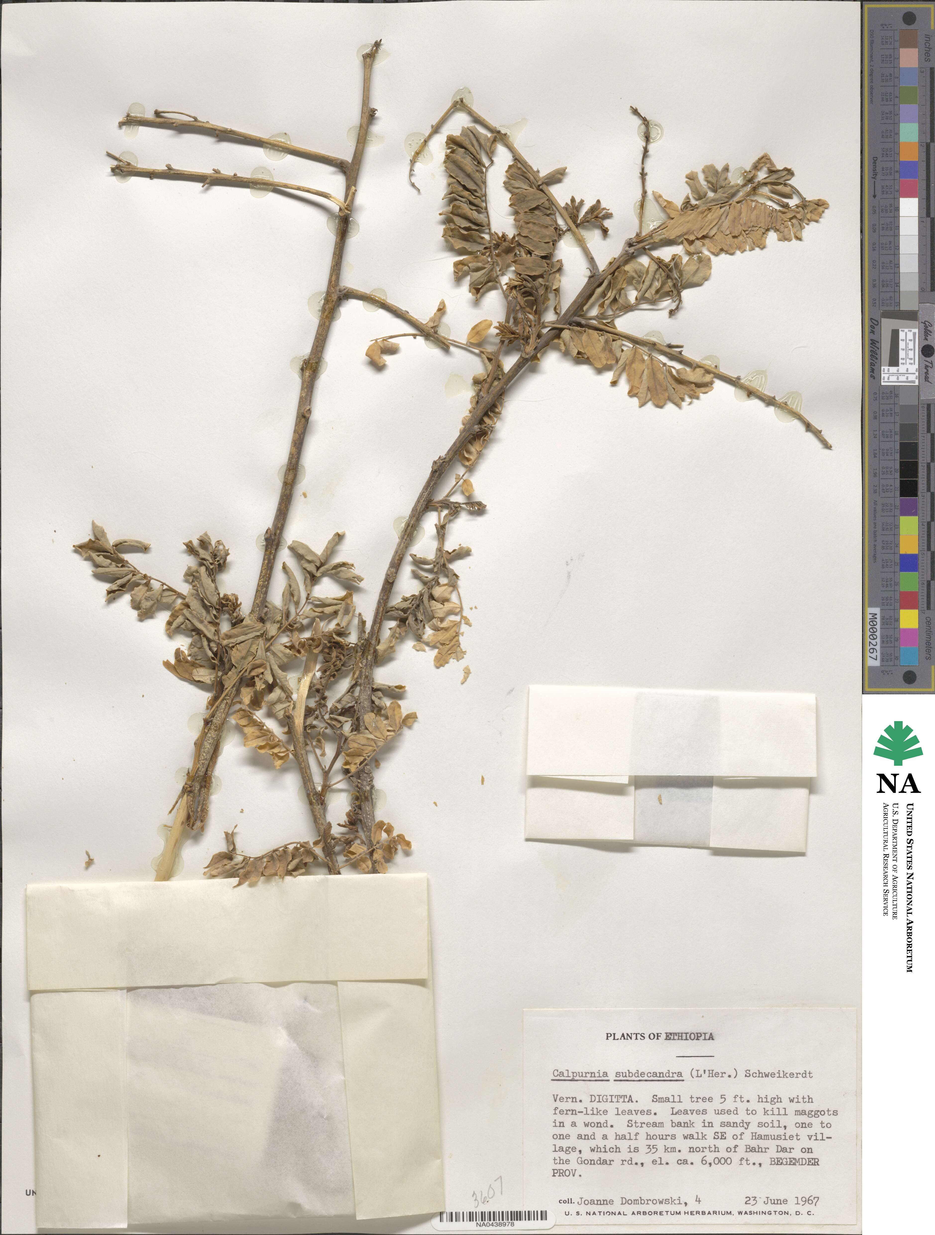 Calpurnia aurea image
