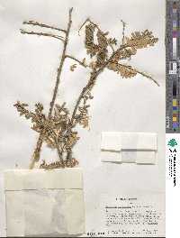 Calpurnia aurea subsp. aurea image