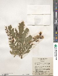 Calpurnia aurea image