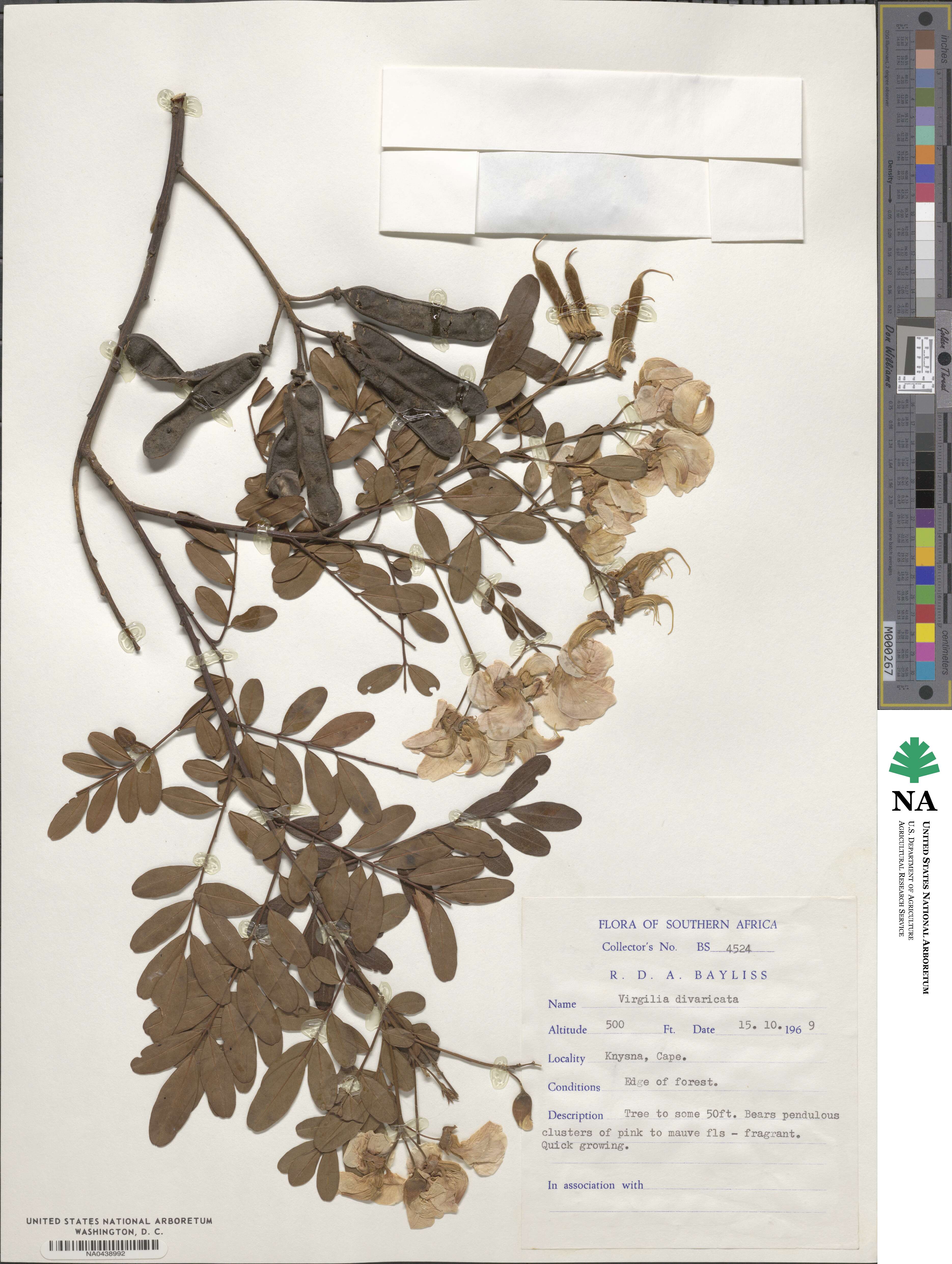 Virgilia divaricata image
