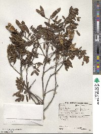 Virgilia oroboides image