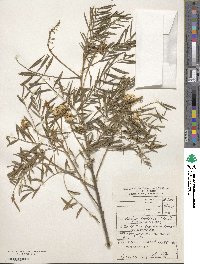 Virgilia oroboides image