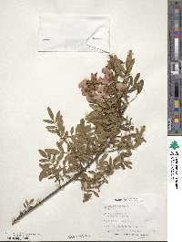 Virgilia oroboides image