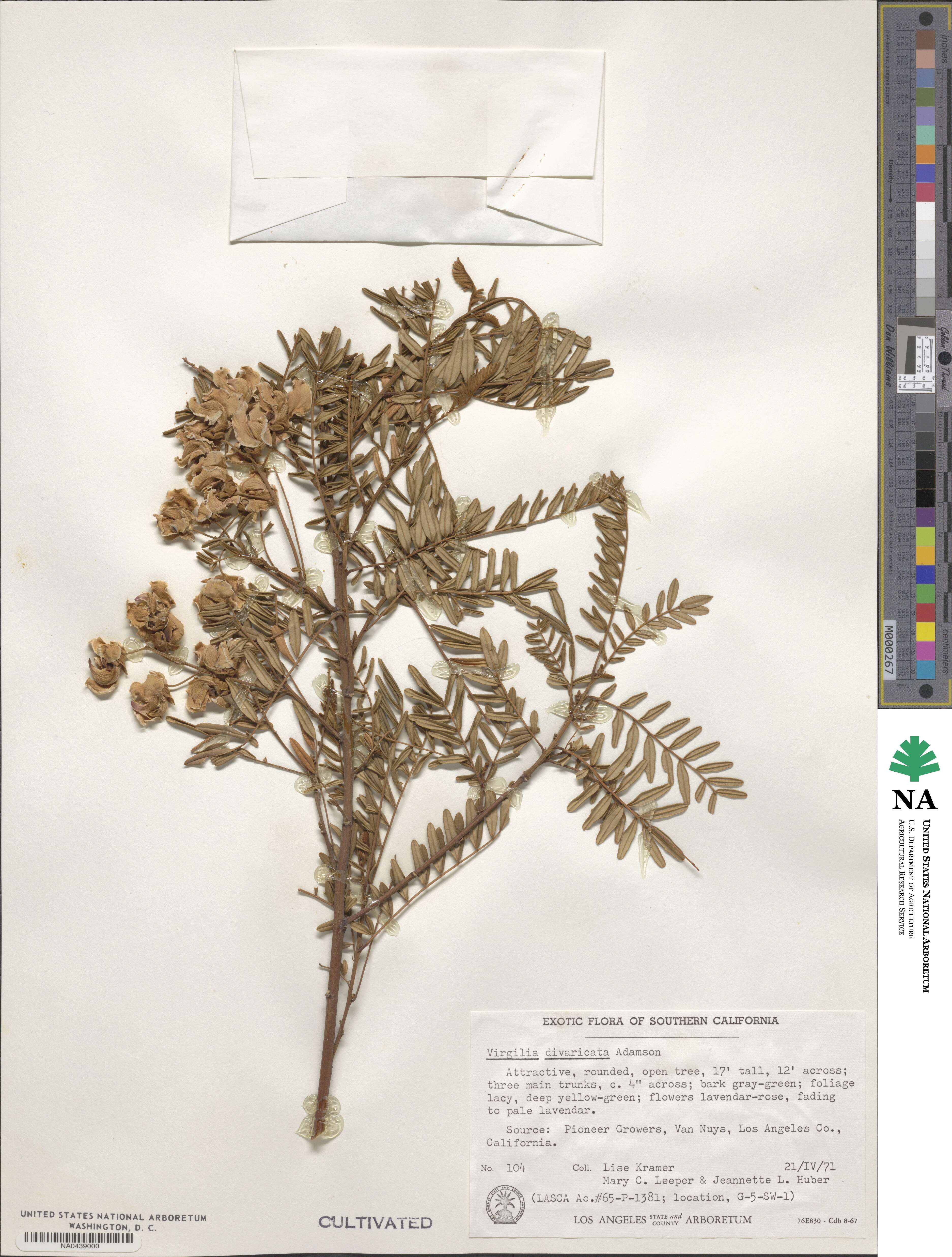 Virgilia divaricata image