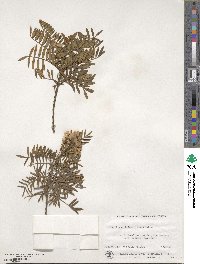 Virgilia oroboides image