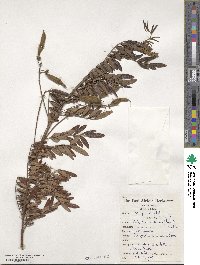 Virgilia oroboides image