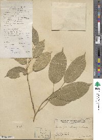 Bowringia callicarpa image