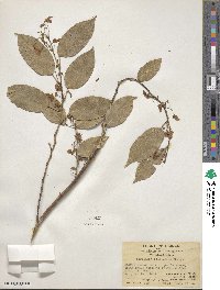 Bowringia callicarpa image