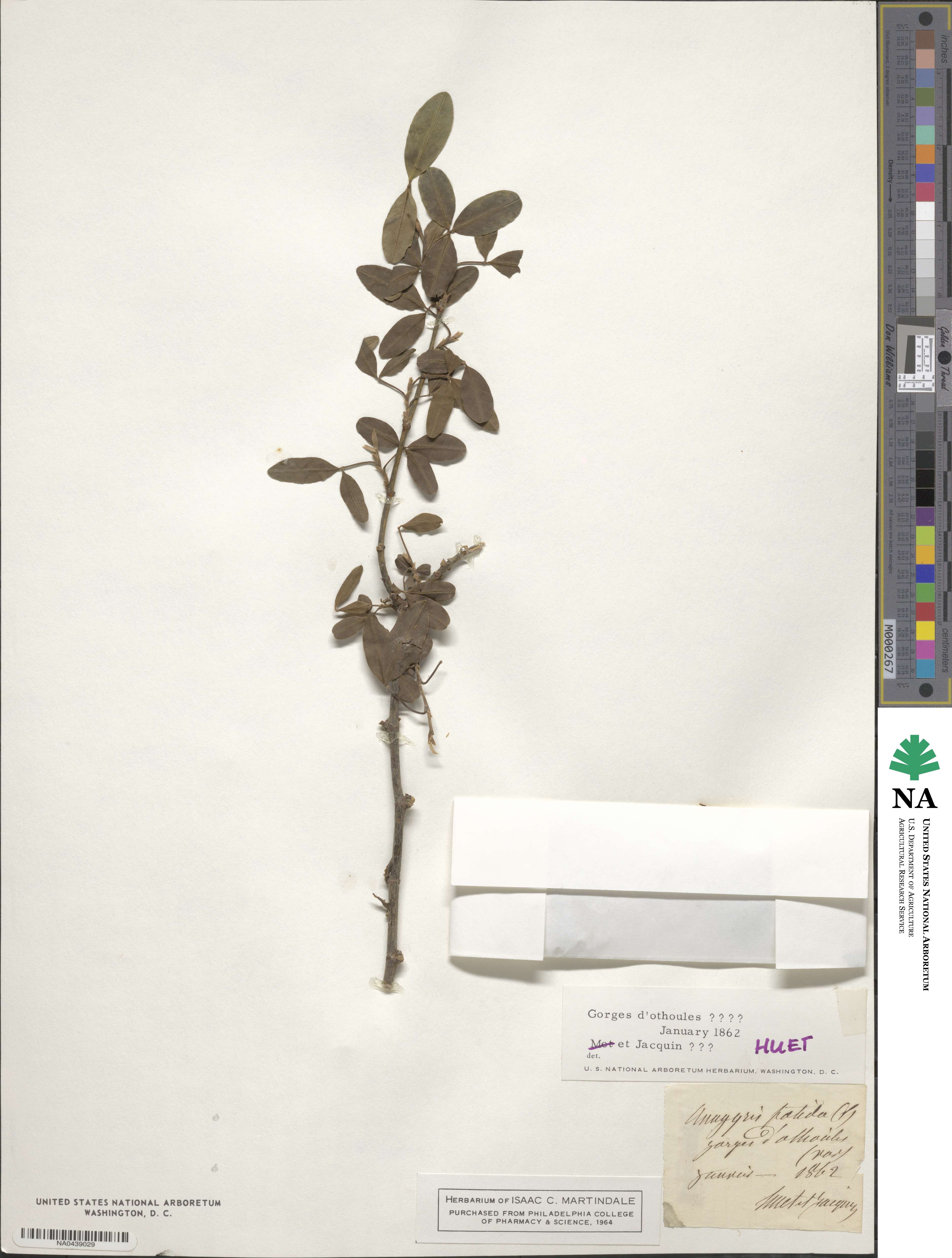 Anagyris foetida image