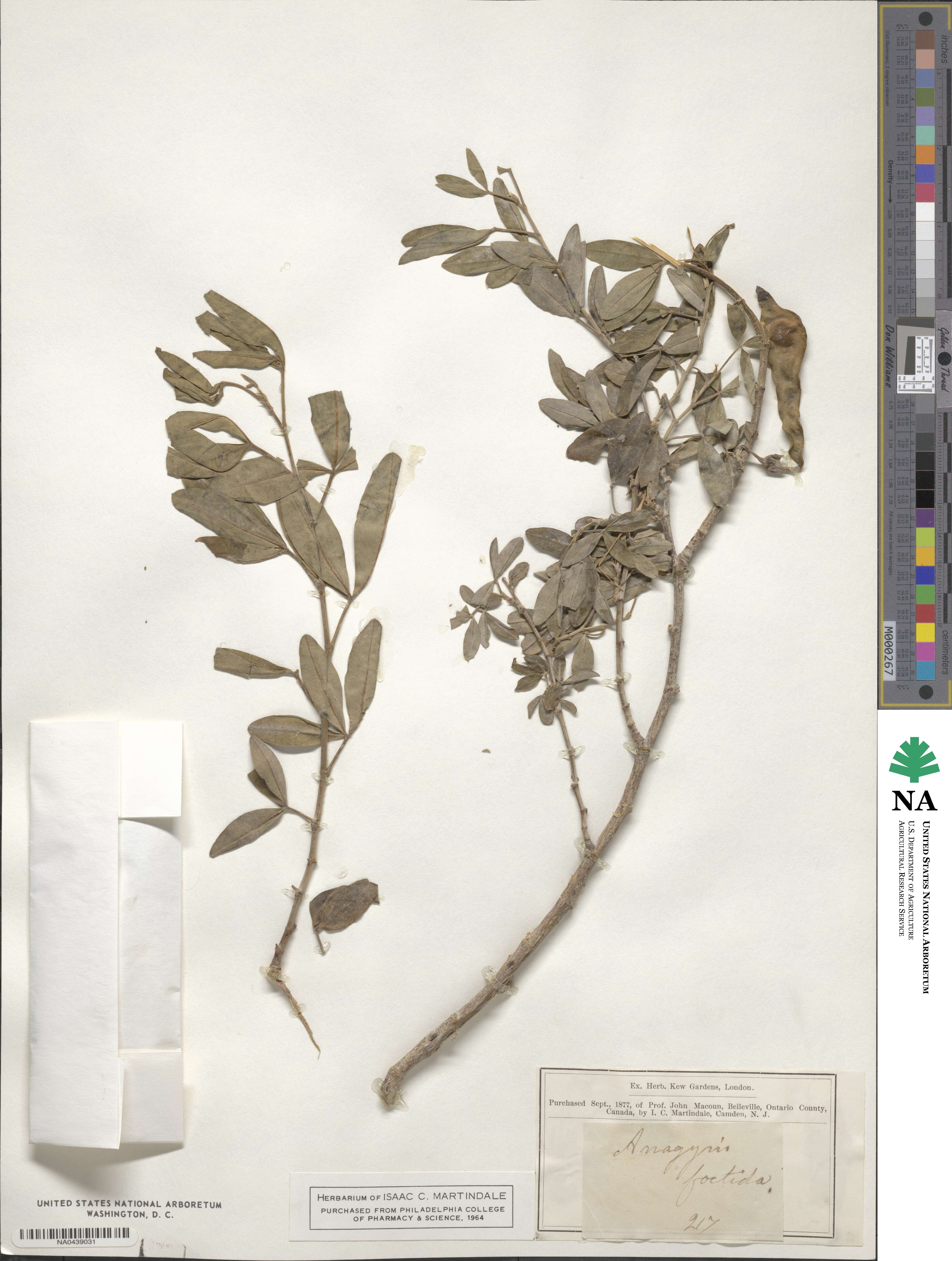 Anagyris foetida image