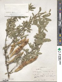 Anagyris foetida image