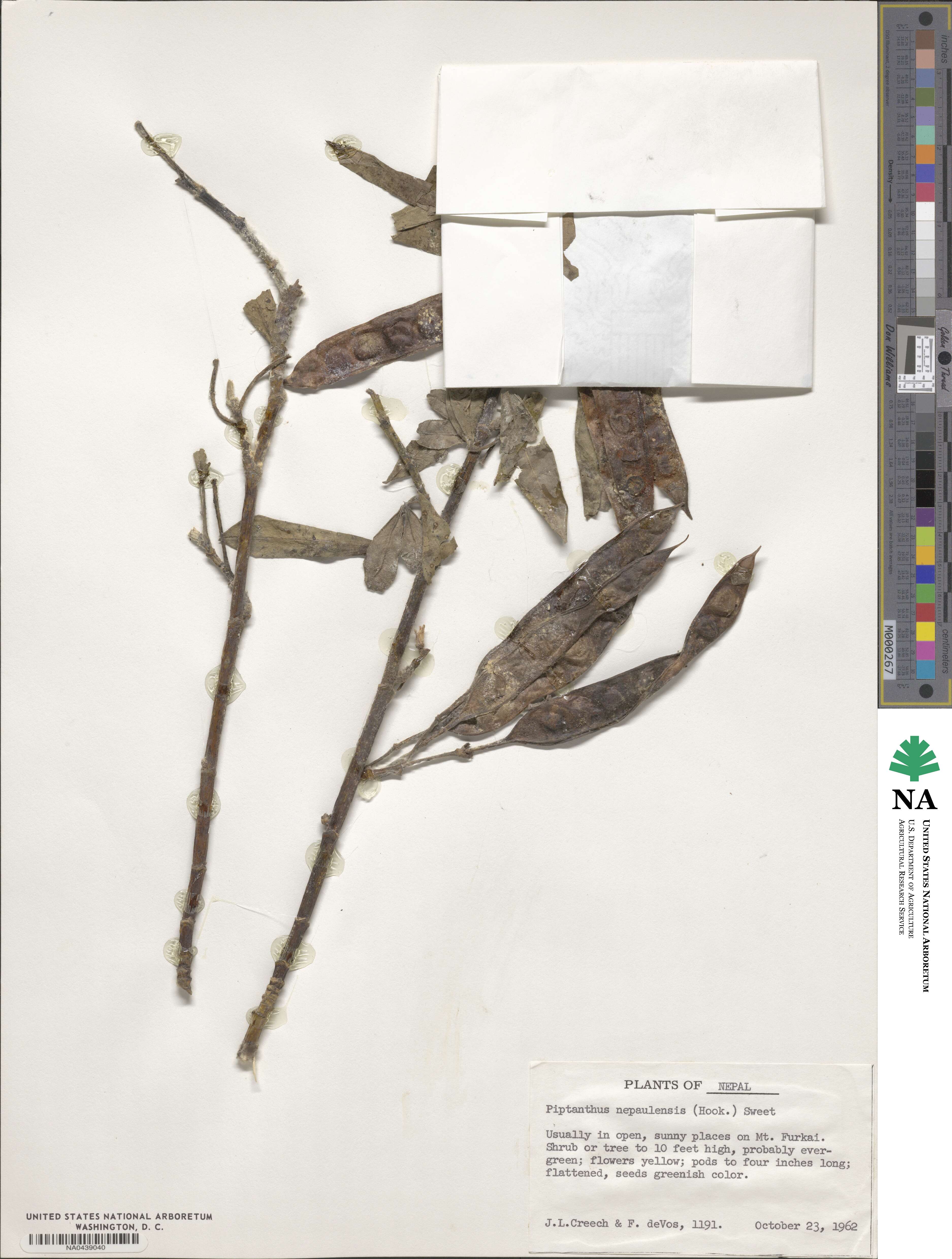 Piptanthus nepalensis image