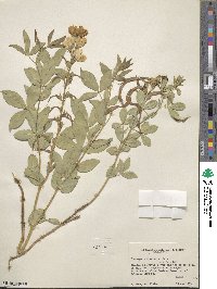 Thermopsis rhombifolia image