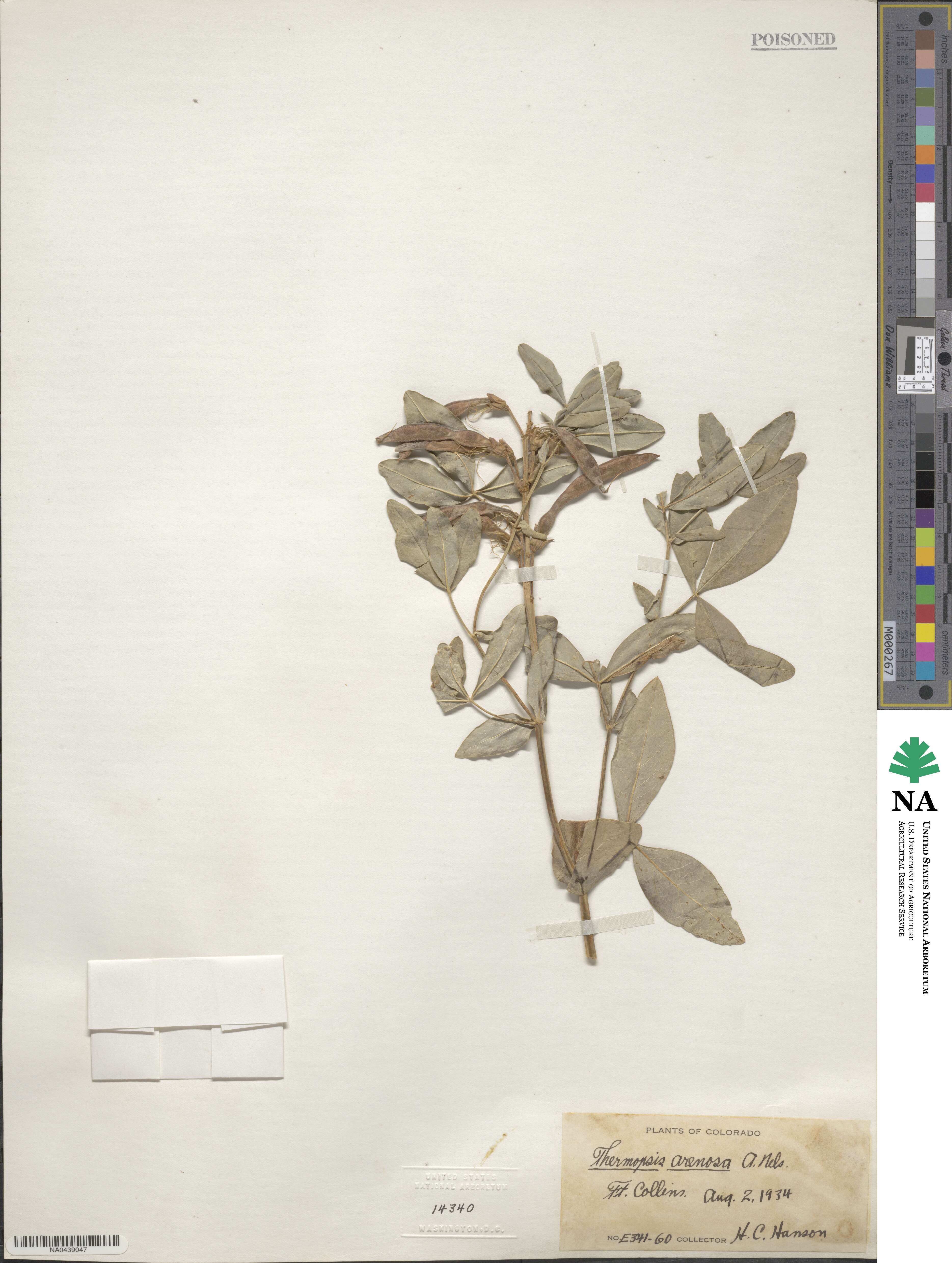 Thermopsis rhombifolia var. rhombifolia image