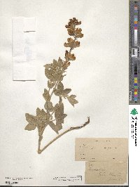 Image of Thermopsis californica