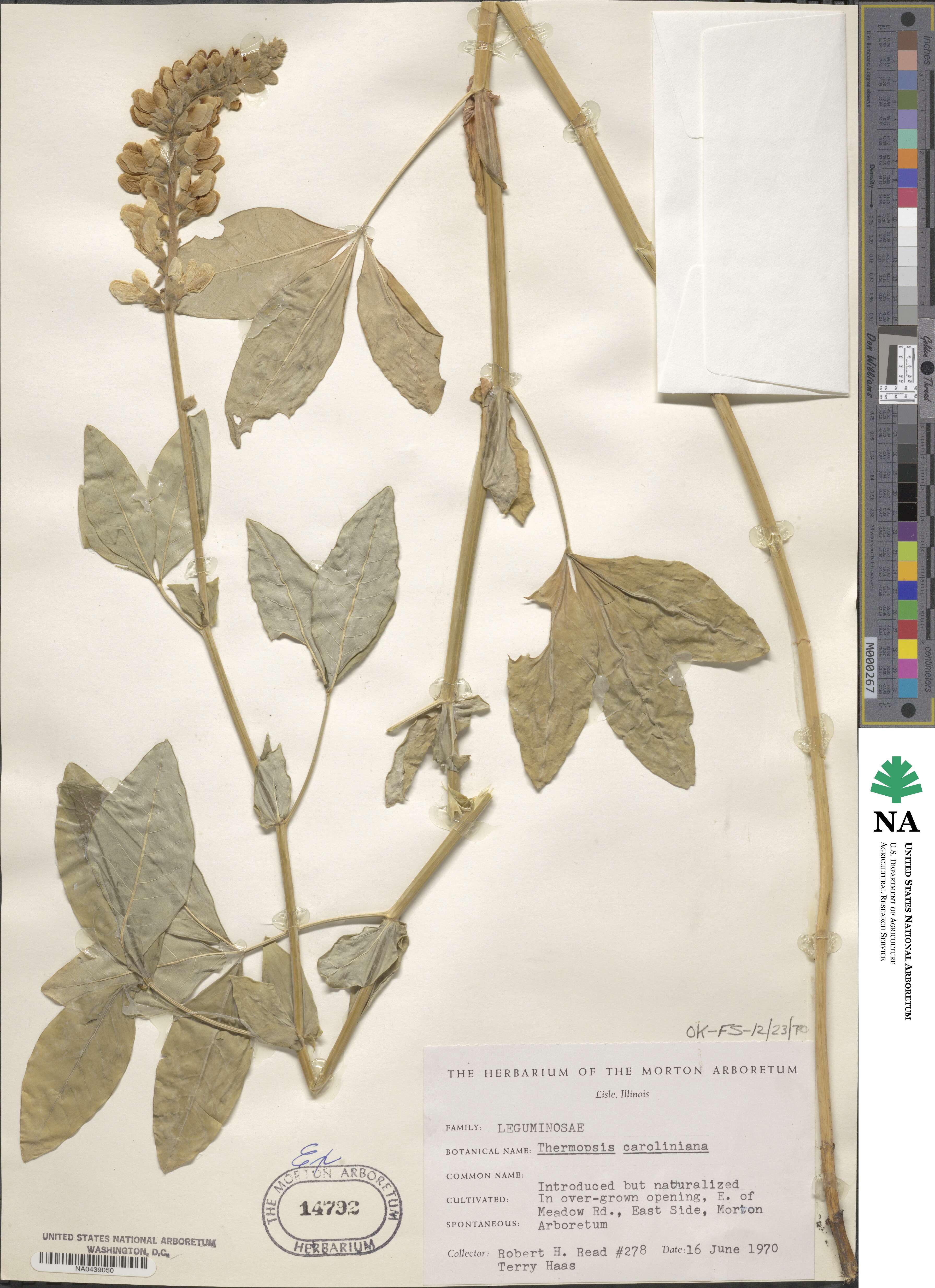 Thermopsis villosa image