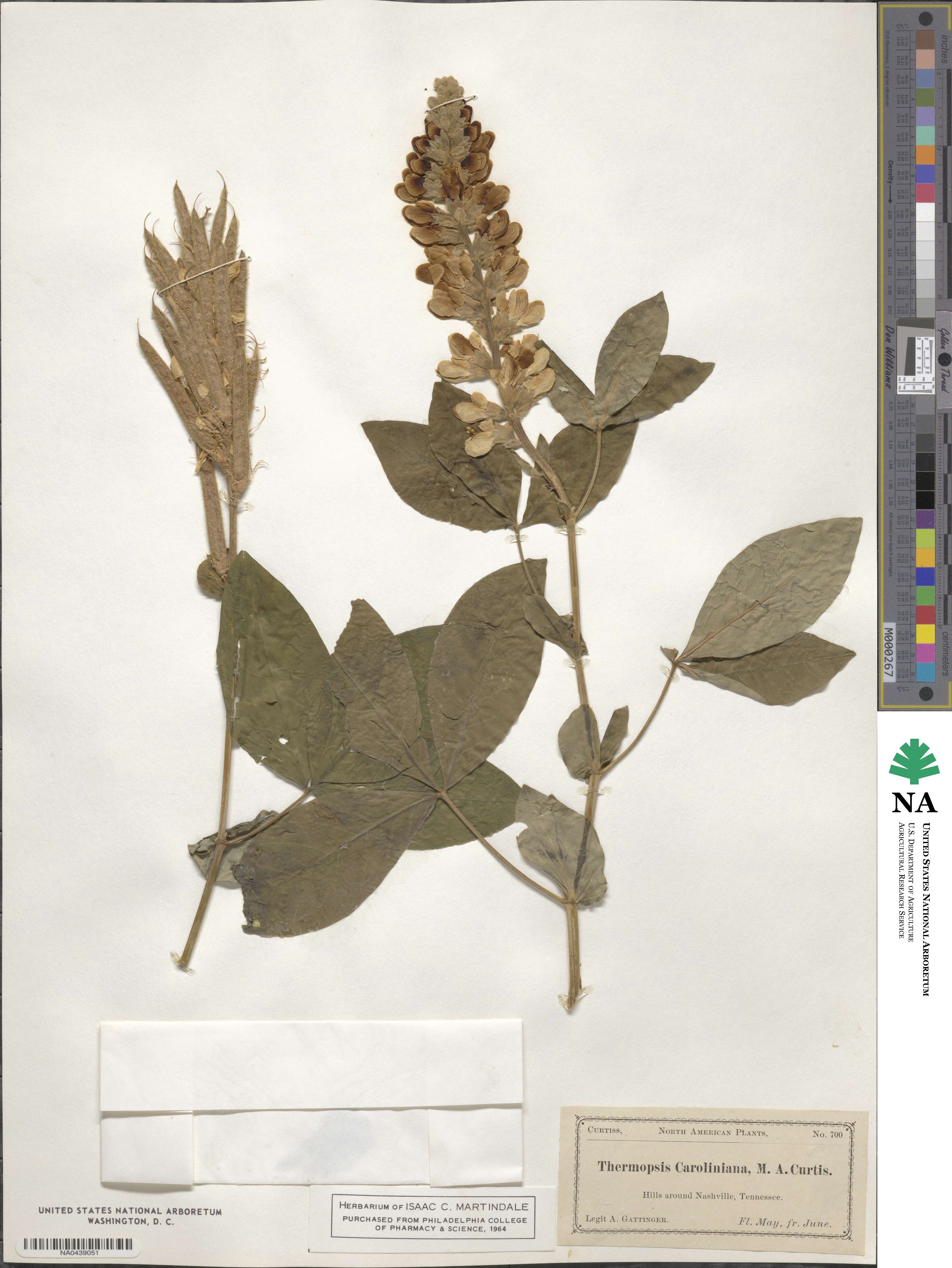Thermopsis villosa image