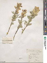 Thermopsis rhombifolia var. divaricarpa image