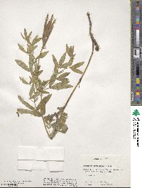 Thermopsis rhombifolia image