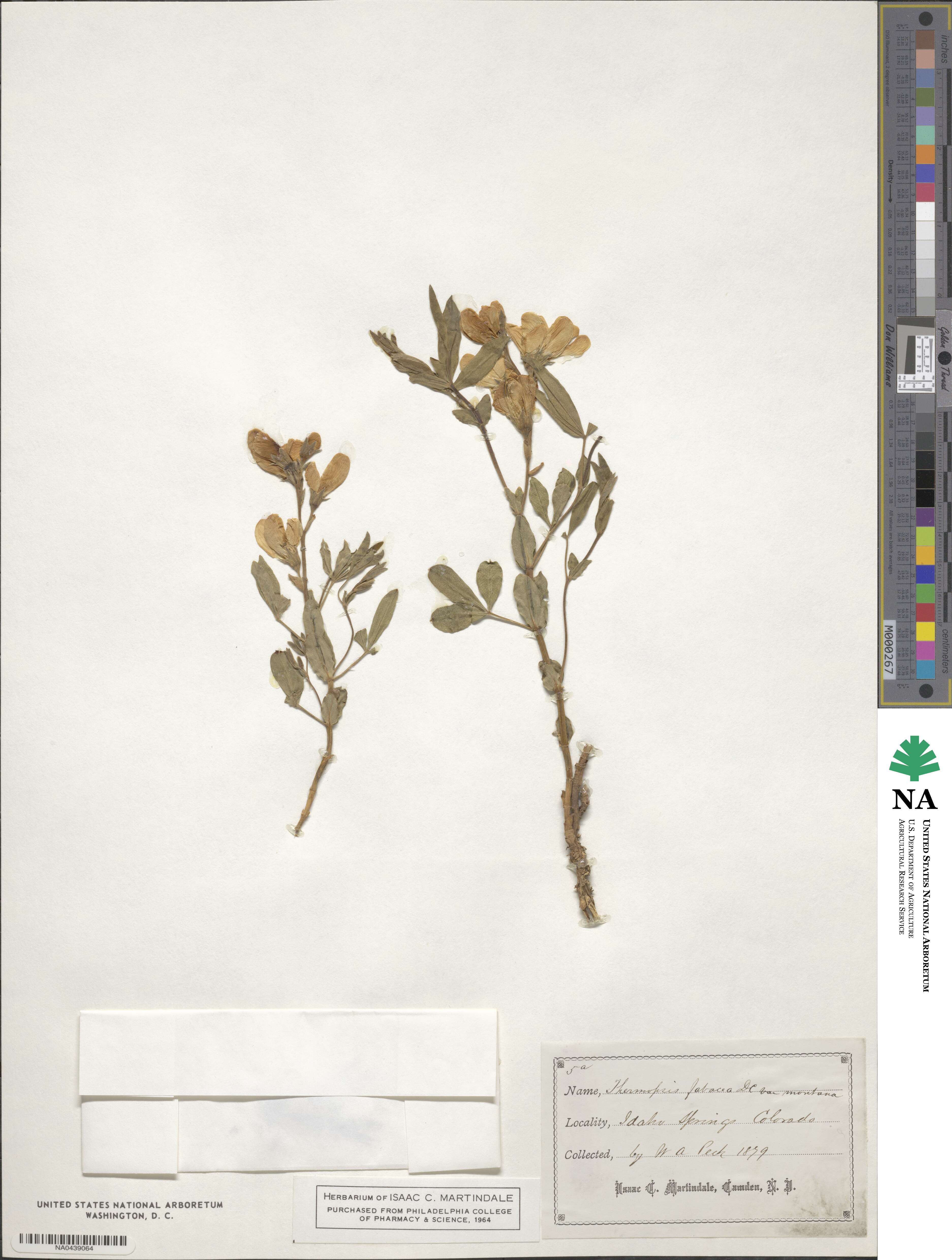 Thermopsis fabacea image