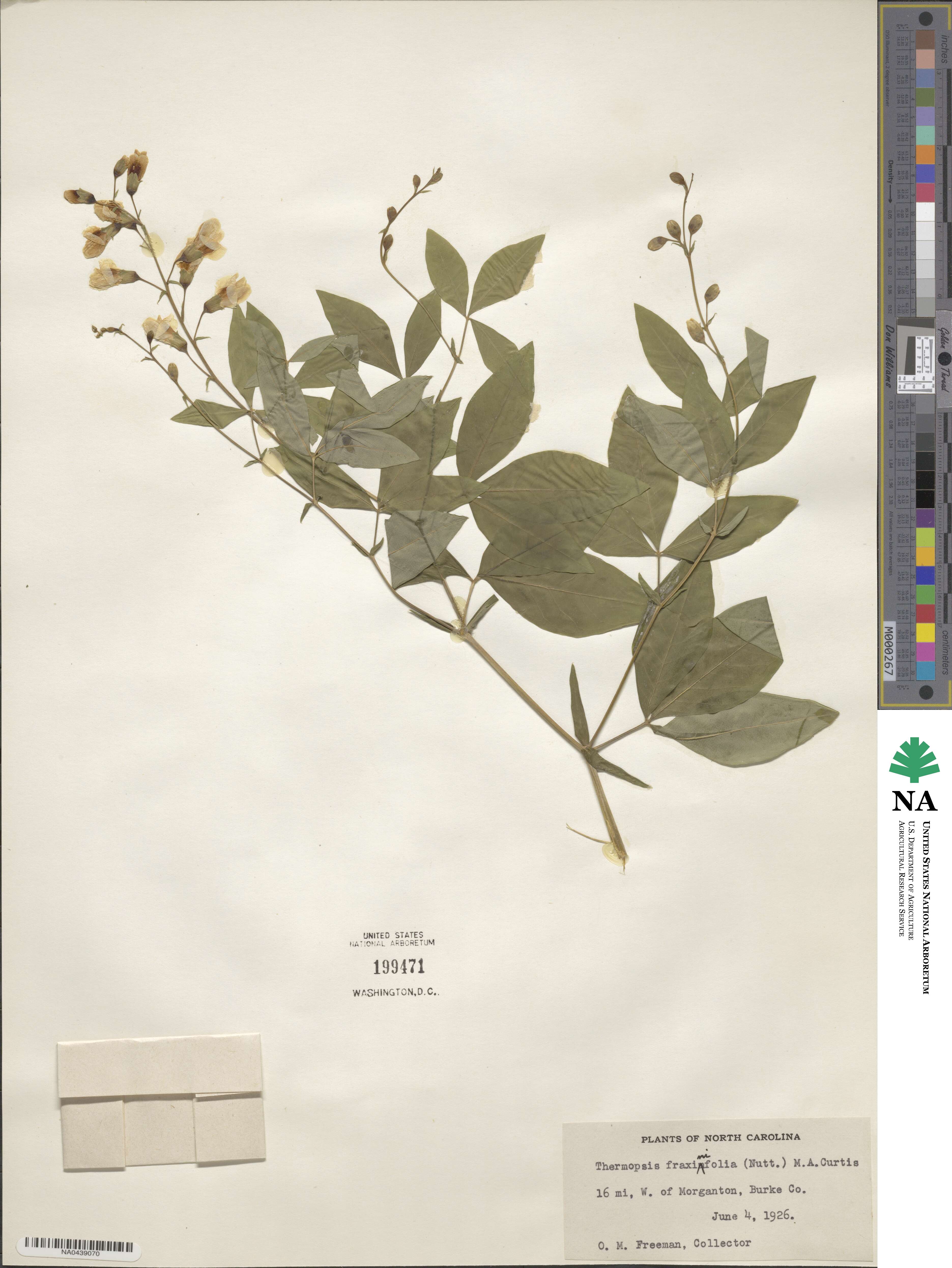 Thermopsis mollis image