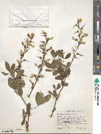 Thermopsis gracilis image