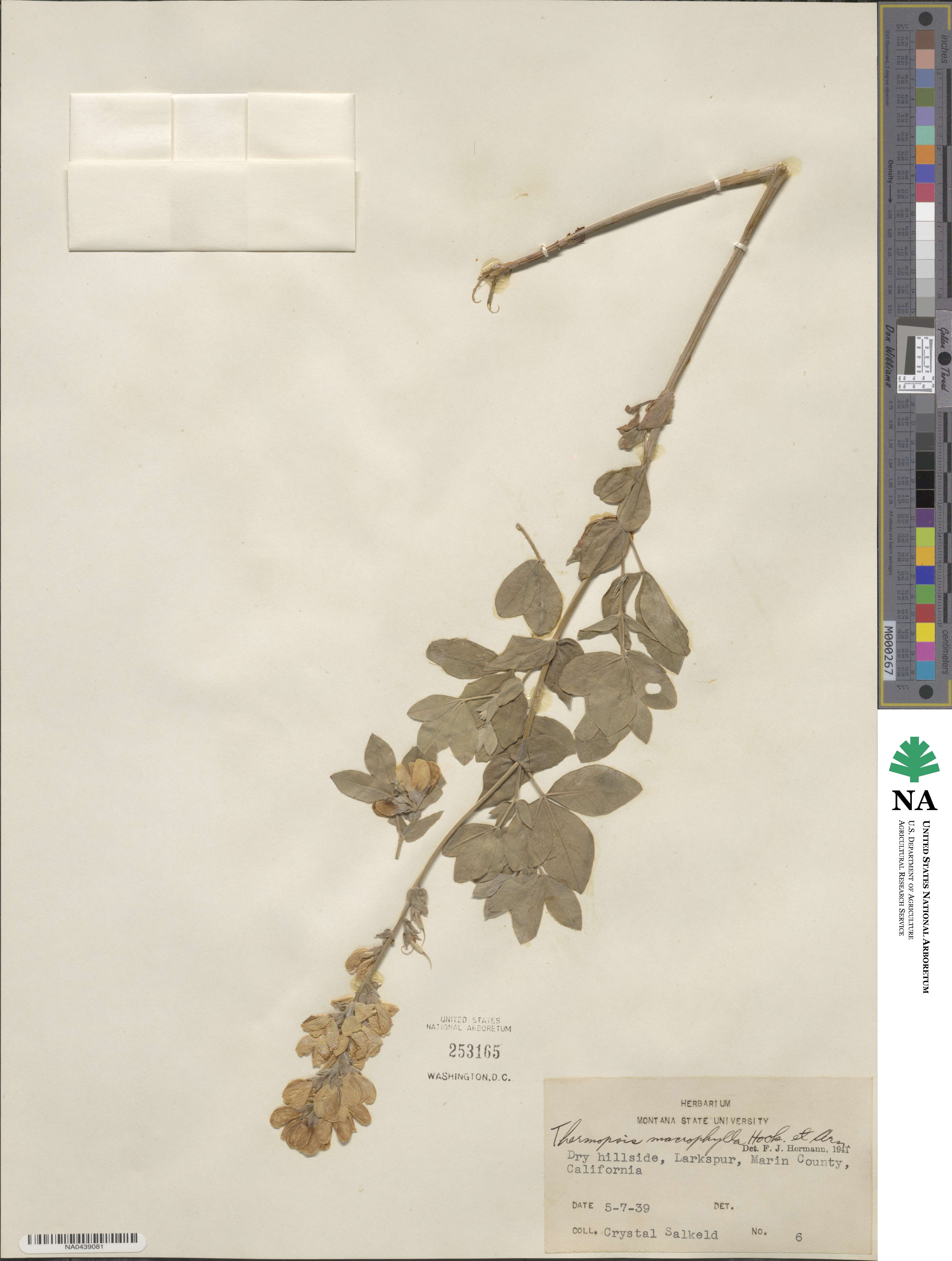 Thermopsis macrophylla image