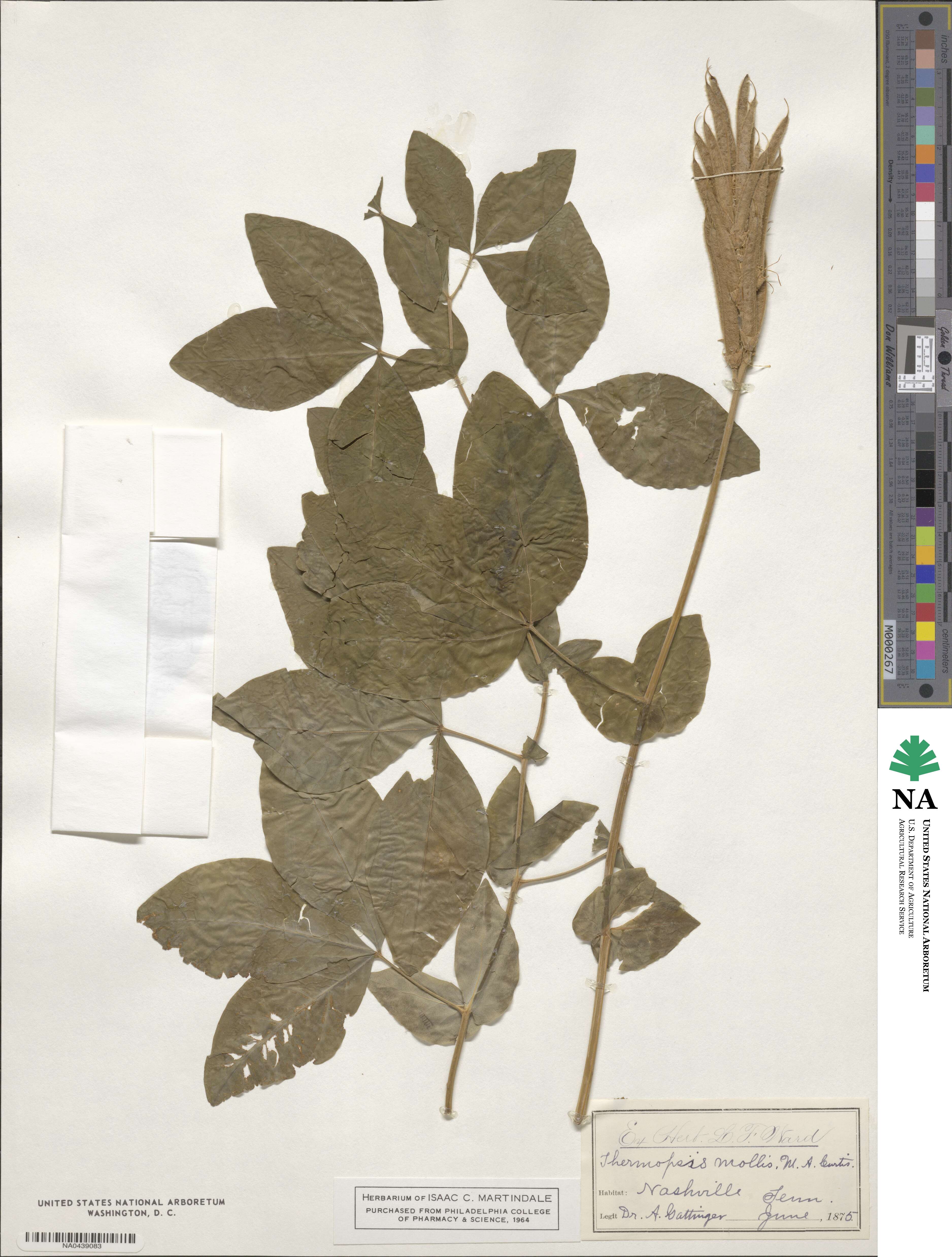 Thermopsis mollis image