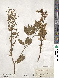 Thermopsis mollis image