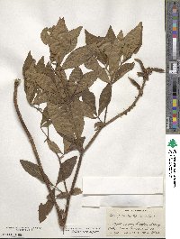 Thermopsis mollis image