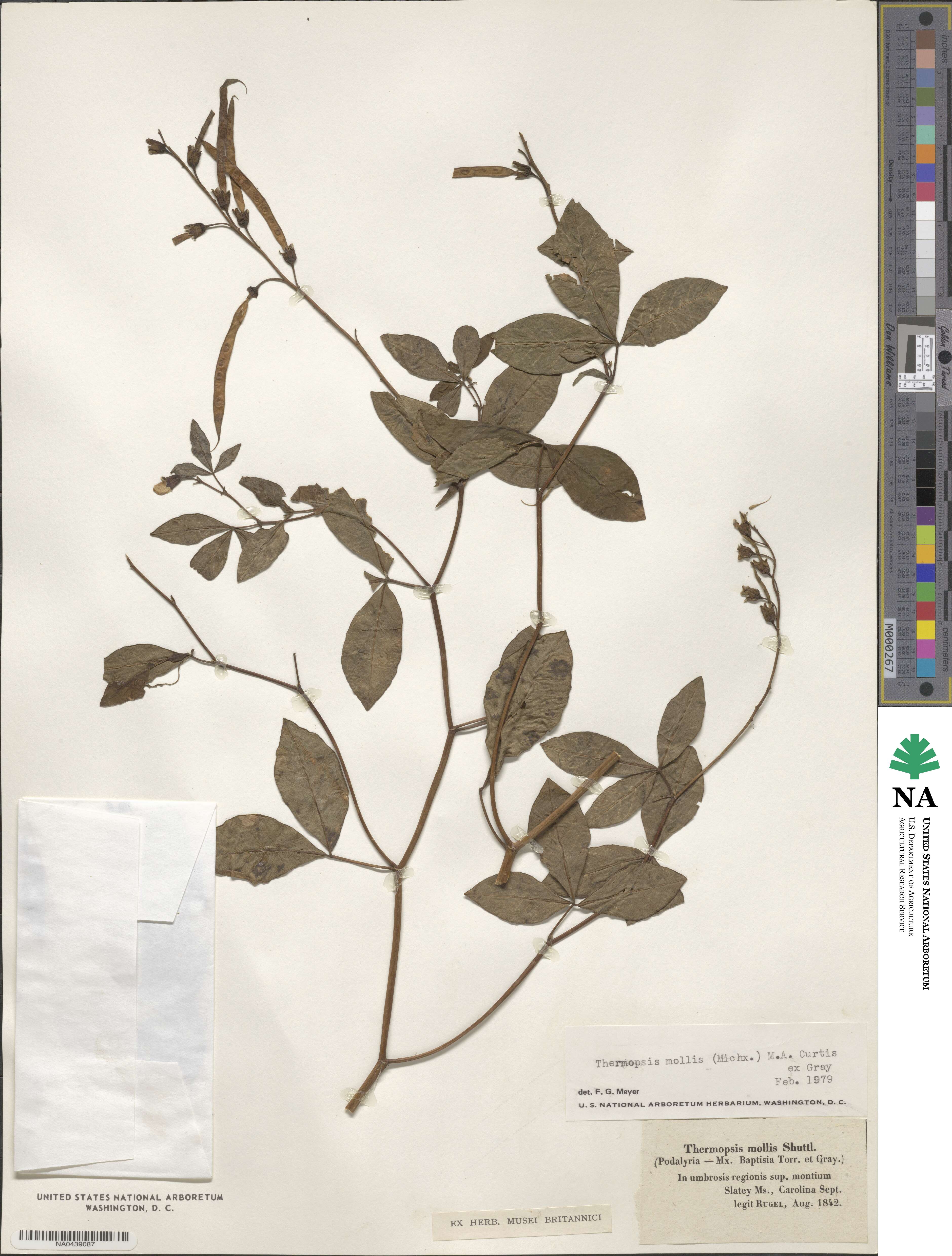 Thermopsis mollis image