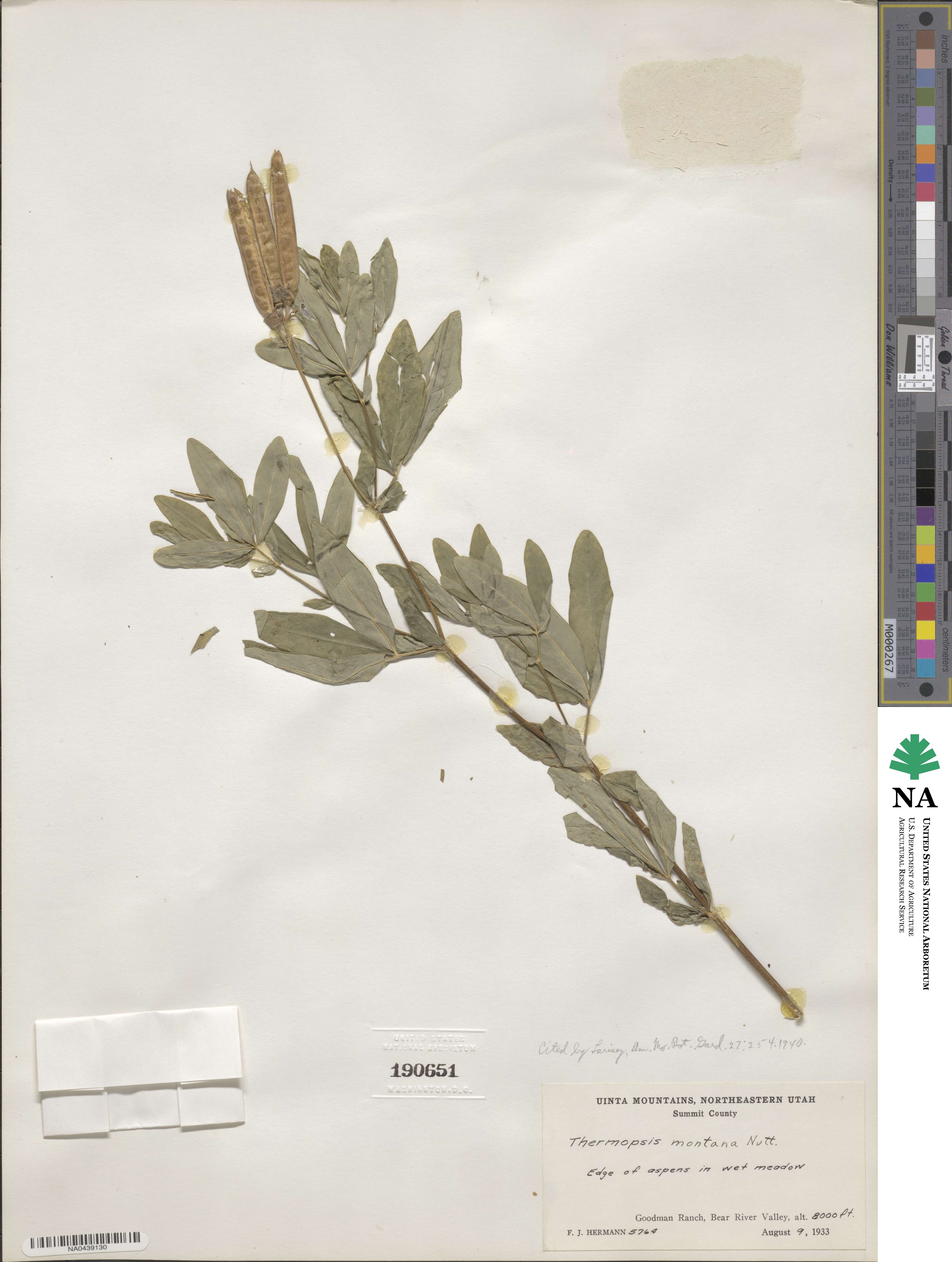 Thermopsis montana image