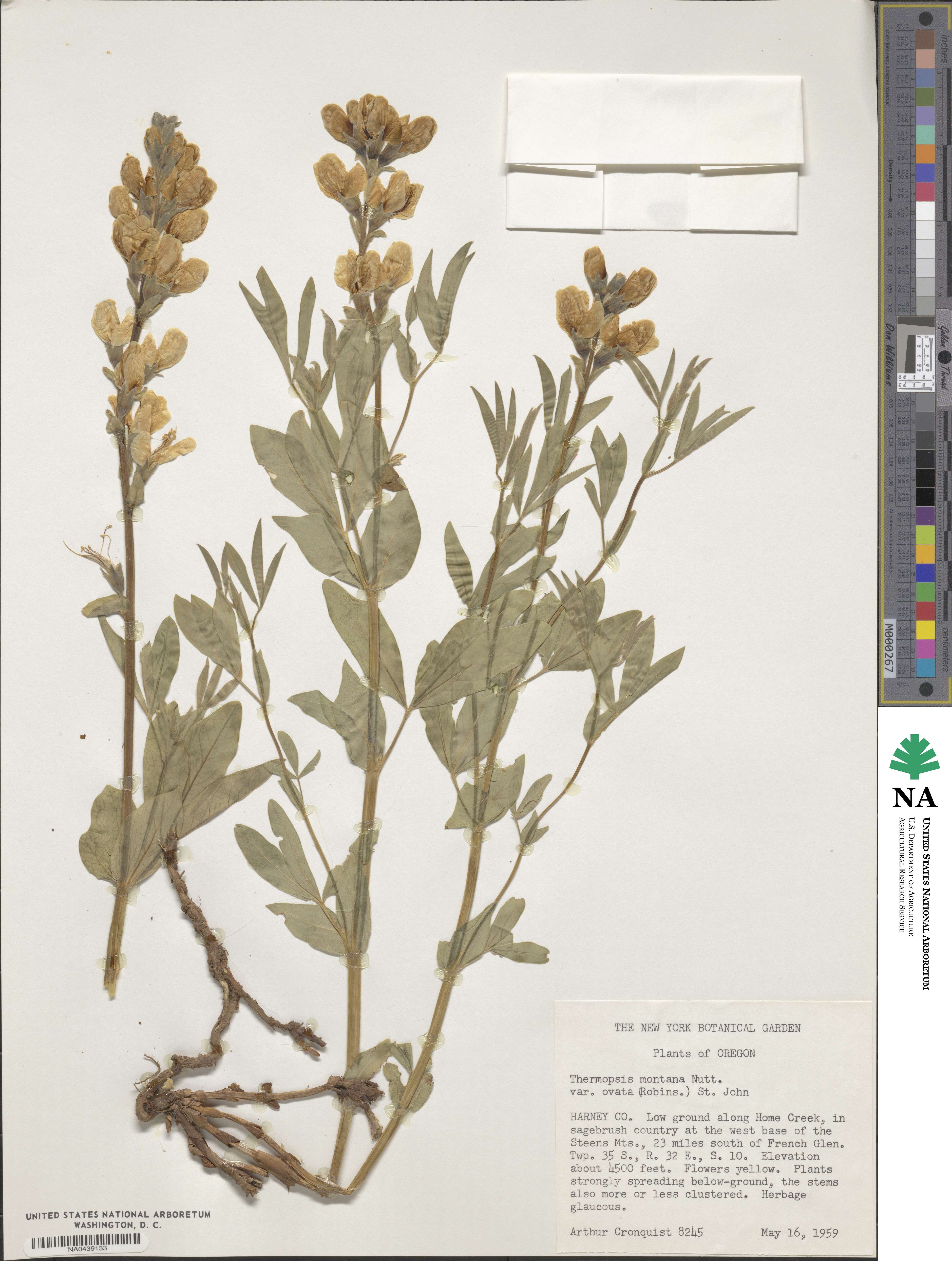 Thermopsis gracilis var. ovata image