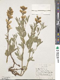 Thermopsis gracilis var. ovata image