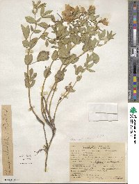 Thermopsis rhombifolia image