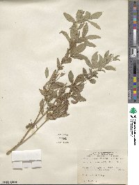 Thermopsis rhombifolia image