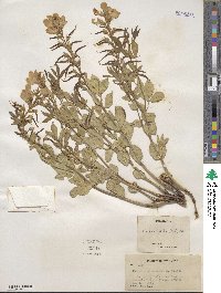 Thermopsis rhombifolia image