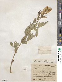 Thermopsis rhombifolia image