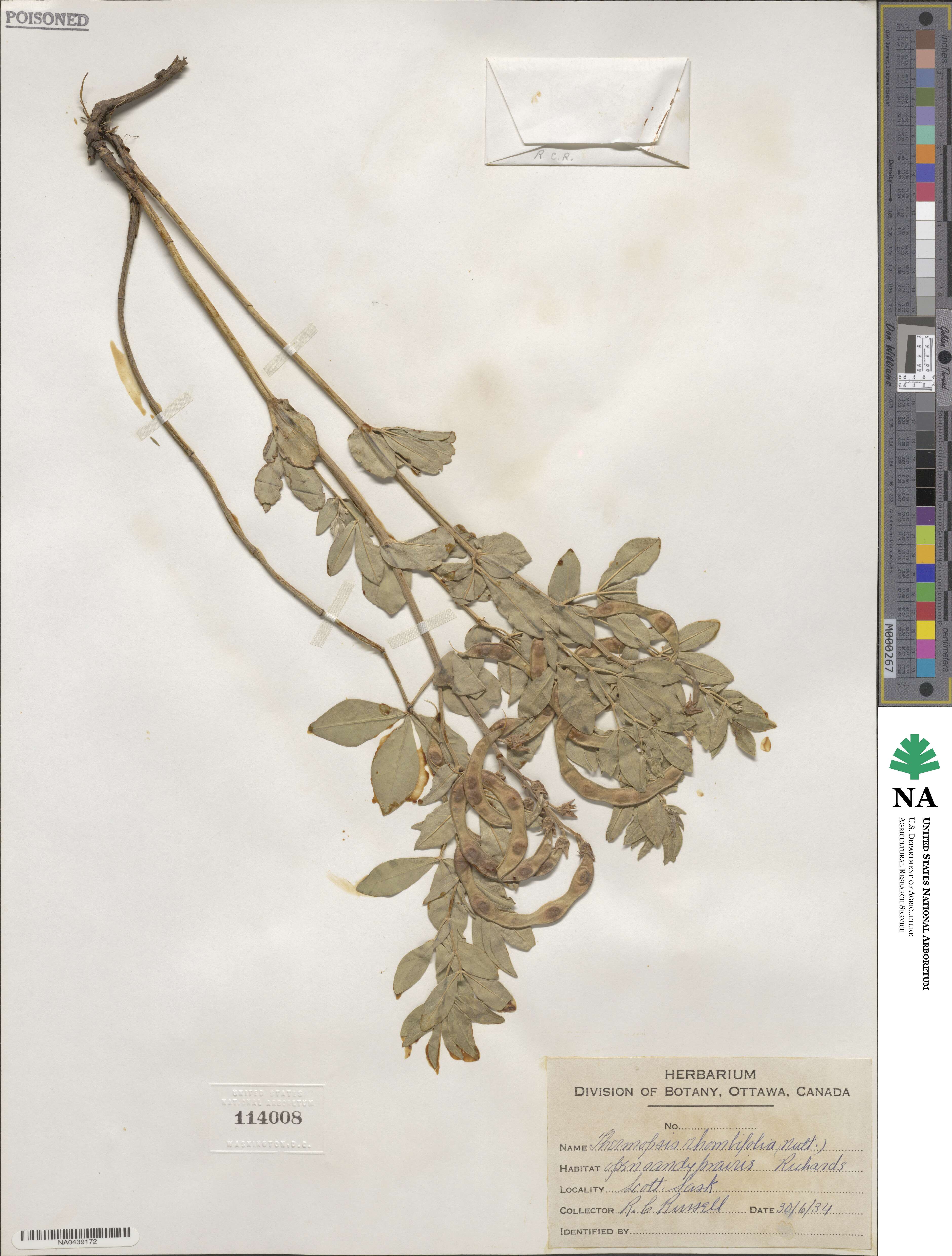 Thermopsis rhombifolia image