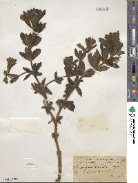 Thermopsis barbata image